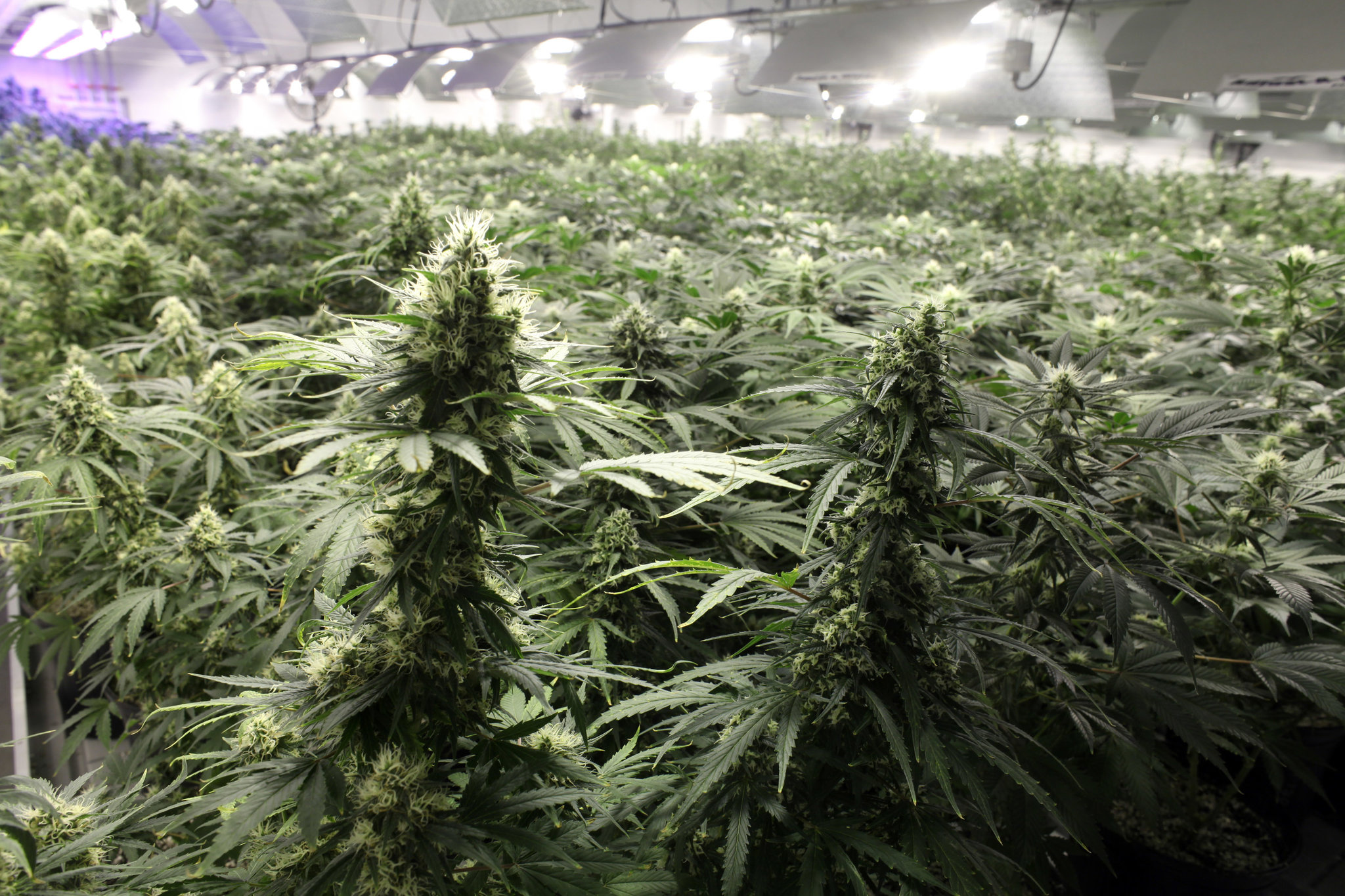 Co mówi branża CBD? wywiady z ekspertami i producentami